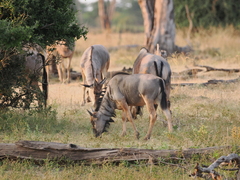 Connochaetes taurinus cooksoni