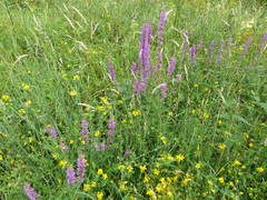 Lythrum salicaria
