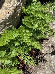 Cryptogramma acrostichoides