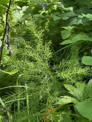 Asparagus schoberioides