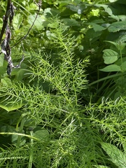 Asparagus schoberioides