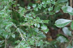 Canthium spinosum