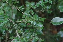 Canthium spinosum