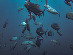 Ferdauia orthogrammus