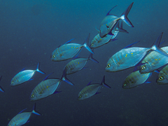 Ferdauia orthogrammus