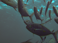 Ferdauia orthogrammus