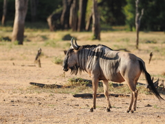 Connochaetes taurinus cooksoni
