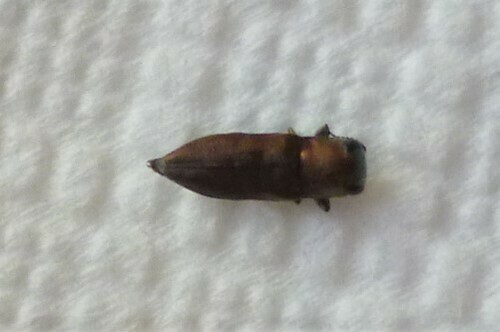 Anthaxia laticeps · iNaturalist