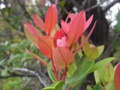 Vaccinium varingiifolium