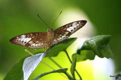 Tanaecia pelea