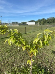 Tristiropsis obtusangula