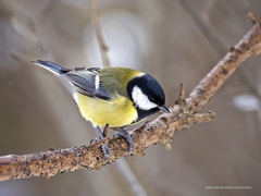 Parus major