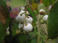 Gaultheria leucocarpa
