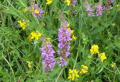 Lythrum salicaria