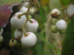 Gaultheria leucocarpa
