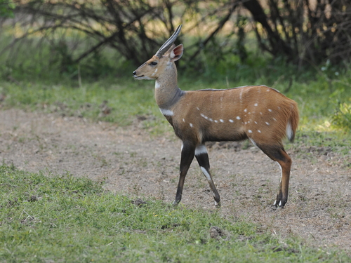 Southern Bushbuck