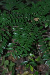 Cnestis polyphylla