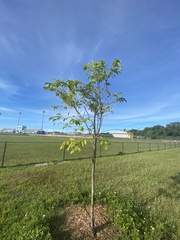 Tristiropsis obtusangula