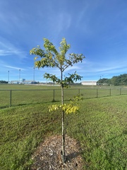 Tristiropsis obtusangula