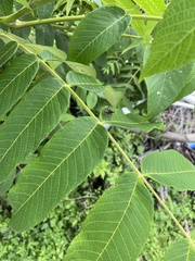 Juglans mandshurica