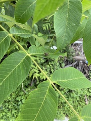 Juglans mandshurica