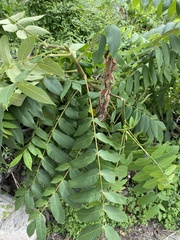 Juglans mandshurica
