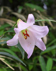 Lilium japonicum