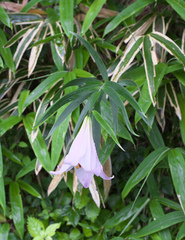 Lilium japonicum