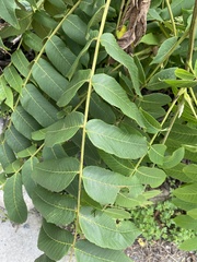 Juglans mandshurica