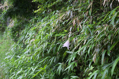 Lilium japonicum