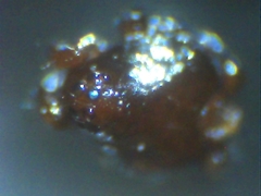 Euryopis episinoides