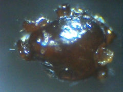 Euryopis episinoides