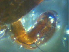 Euryopis episinoides