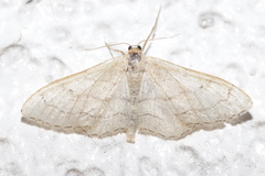Idaea aversata