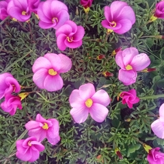 Oxalis purpurea