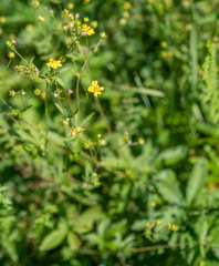 Potentilla chrysantha