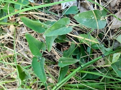 Aristolochia californica
