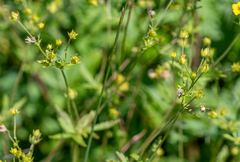 Potentilla chrysantha