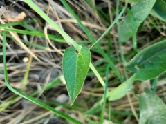 Aristolochia californica