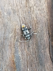 Dieuches maculicollis