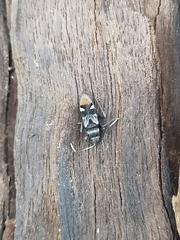 Dieuches maculicollis