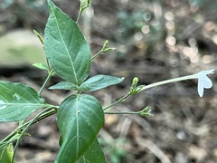 Rhinacanthus gracilis latilabiatus