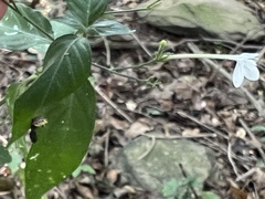 Rhinacanthus gracilis latilabiatus