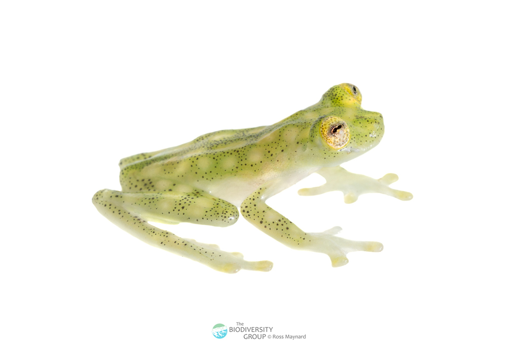 Nouns' Glassfrog