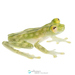Nouns' Glassfrog - Photo (c) Ross Maynard, some rights reserved (CC BY-NC), uploaded by Ross Maynard