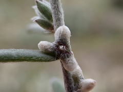Malacocera tricornis