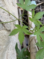 Humulus scandens