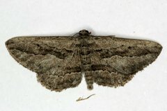 Ekboarmia atlanticaria