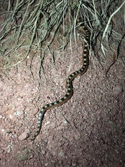 Gyalopion quadrangulare