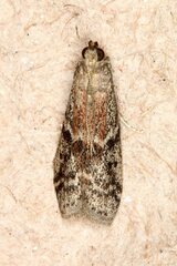 Ephestia parasitella